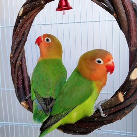 Bird Accessories