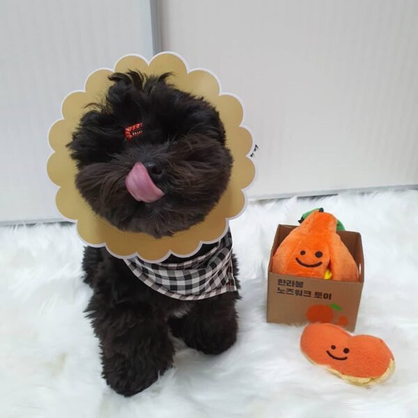 Pet hiding food sniffing - Image 4