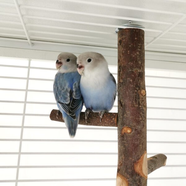 Parrot Bird Wood Stand Pole Toy – Natural Wooden Perch for Birds - Image 7