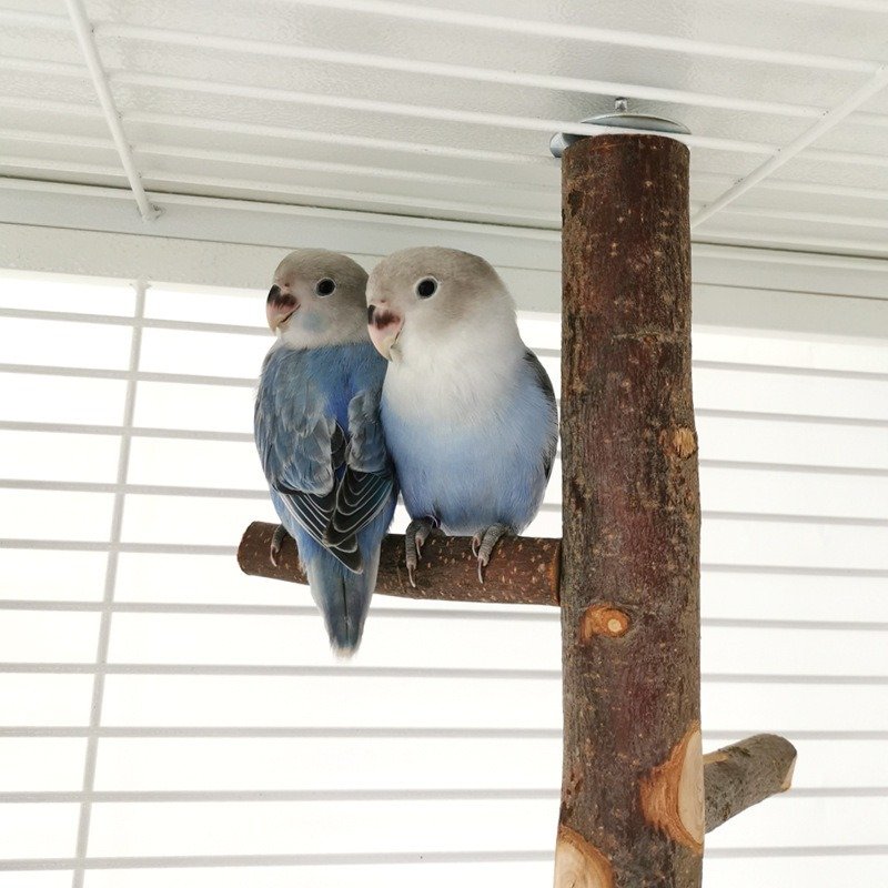 Parrot Bird Wood Stand Pole Toy – Natural Wooden Perch for Birds - Image 7